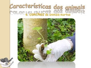 5. Atividade (repouso, estivando ou ativo) e
comportamento
(forrageando, copulando, raspando concha do co-
específico)
 