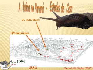 Invasão Achatina fulica
Detecção difícil
• Populações são pouco
vigorosas
(MEAD, 1961);
• Podem inicialmente
estar em locais
distantes, não visíveis.
Problemas Manejo
Informações inacessívei
Impactos não evidentes
Controle ineficiente
 