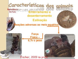 Canibalismo
Cálcio ou superpopulação?
Nering, em preparação
 