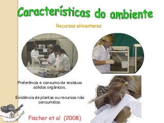 6. conchas de animais mortos
 