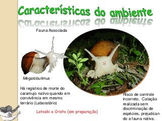 Estivação
Enterramento e
desenterramento
Força
Física –
6,7x o peso
Reações adversas ao meio aquático
Fischer, 2009 no prelo
 