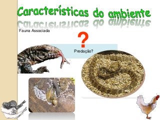 1. Tamanho da área vistoriada
2. Tipo de Solo
3. Plantas - sítio de repouso, oviposição e alimentação
4. Plantas não utilizadas
5. Demais substratos com e sem caramujo
6. Terrenos vizinhos
7. Condições climáticas
8. Fauna associada
IMPORTANTE!
 