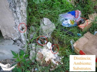 É considerada baixa = 7 a 32 caramujos/m2
É considerada alta = mais que 102 caramujos/m2
1. Densidade
 