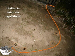 2. Distribuição horizontal e vertical
 