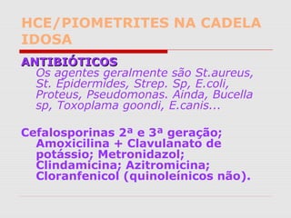 HCE/PIOMETRITES NA CADELA
IDOSA
ANTIBIÓTICOSANTIBIÓTICOS
Os agentes geralmente são St.aureus,
St. Epidermides, Strep. Sp, E.coli,
Proteus, Pseudomonas. Ainda, Bucella
sp, Toxoplama goondi, E.canis...
Cefalosporinas 2ª e 3ª geração;
Amoxicilina + Clavulanato de
potássio; Metronidazol;
Clindamicina; Azitromicina;
Cloranfenicol (quinoleínicos não).
 