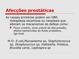 Afecções prostáticas
As causas primárias podem ser HBP,
metaplasia escamosa ou neoplasia que
alteram os mecanismos de defesa como:
 Fluxo urinário, zona uretral de alta pressão,
efeitos bactericidas do fluido prostático,
Iga local
M.O: E.coli,Mycoplasma so, Staphylococcus
sp, Streptococcus sp, Klebsiella, Proteus,
Brucella canis, Leptospira sp
 