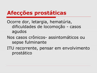 Afecções prostáticas
Ocorre dor, letargia, hematúria,
dificuldades de locomoção - casos
agudos
Nos casos crônicos- assintomáticos ou
sepse fulminante
ITU recorrente, pensar em envolvimento
prostático
 