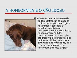 A HOMEOPATIA E O CÃO IDOSO
Já sabemos que a Homeopatia
poderá defrontar-se com os
limites de função dos órgãos
no animal idoso pois o
envelhecimento é um
processo biológico complexo,
pouco compreendido,
caracterizado por alteração
progressiva e irreversível dos
tecidos e células, levando à
diminuição da vitalidade, das
reservas orgânicas e do
funcionamento dos orgãos.
 
