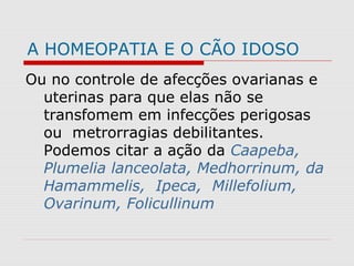 A HOMEOPATIA E O CÃO IDOSO
Ou no controle de afecções ovarianas e
uterinas para que elas não se
transfomem em infecções perigosas
ou metrorragias debilitantes.
Podemos citar a ação da Caapeba,
Plumelia lanceolata, Medhorrinum, da
Hamammelis, Ipeca, Millefolium,
Ovarinum, Folicullinum
 