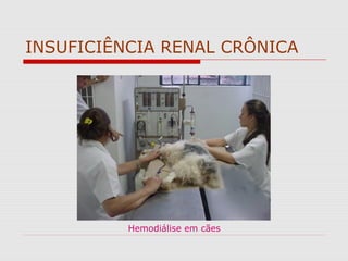 INSUFICIÊNCIA RENAL CRÔNICA
Hemodiálise em cães
 