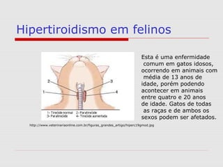 Hipertiroidismo em felinos
http://www.veterinariaonline.com.br/figuras_grandes_artigo/hiperc19gmod.jpg
Esta é uma enfermidade
comum em gatos idosos,
ocorrendo em animais com
média de 13 anos de
idade, porém podendo
acontecer em animais
entre quatro e 20 anos
de idade. Gatos de todas
as raças e de ambos os
sexos podem ser afetados.
 