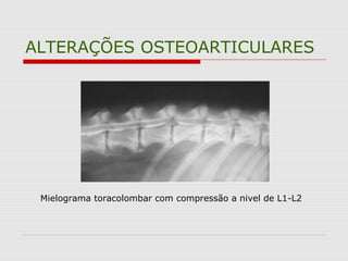 ALTERAÇÕES OSTEOARTICULARES
Mielograma toracolombar com compressão a nivel de L1-L2
 