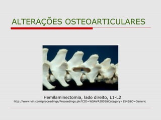 ALTERAÇÕES OSTEOARTICULARES
Hemilaminectomia, lado direito, L1-L2
http://www.vin.com/proceedings/Proceedings.plx?CID=WSAVA2005&Category=1545&O=Generic
 