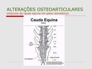 ALTERAÇÕES OSTEOARTICULARES
síndrome da cauda equina em gatos domésticos
 