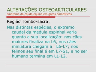 ALTERAÇÕES OSTEOARTICULARES
síndrome da cauda equina em gatos domésticos
Região lombo-sacra:
Nas distintas espécies, o extremo
caudal da medula espinhal varia
quanto a sua localização: nos cães
maiores finaliza na L6, nos cães
miniatura chegam a L6-L7; nos
felinos seu final é em L7-S1, e no ser
humano termina em L1-L2.
 