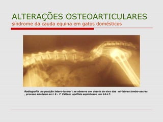 ALTERAÇÕES OSTEOARTICULARES
síndrome da cauda equina em gatos domésticos
Radiografía na posição latero-lateral : se observa um desvio do eixo das vértebras lombo-sacras
, proceso artrósico en L 6 - 7. Faltam apófisis espinhosas em L6-L7.
 