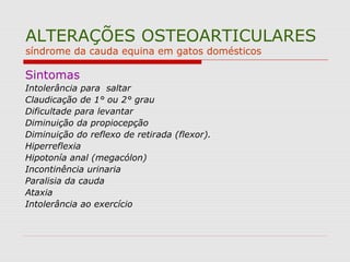 ALTERAÇÕES OSTEOARTICULARES
síndrome da cauda equina em gatos domésticos
Sintomas
Intolerância para saltar
Claudicação de 1° ou 2° grau
Dificultade para levantar
Diminuição da propiocepção
Diminuição do reflexo de retirada (flexor).
Hiperreflexia
Hipotonía anal (megacólon)
Incontinência urinaria
Paralisia da cauda
Ataxia
Intolerância ao exercício
 