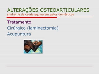 ALTERAÇÕES OSTEOARTICULARES
síndrome da cauda equina em gatos domésticos
Tratamento
Cirúrgico (laminectomia)
Acupuntura
 
