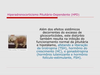 Hiperadrenocorticismo Pituitário-Dependente (HPD)
Além dos efeitos sistêmicos
decorrentes do excesso de
glicocorticóides, este distúrbio
também resulta na inibição do
funcionamento normal da pituitária
e hipotálamo, afetando a liberação
da tirotropina (TSH), hormônio do
crescimento (HC), e gonadotropina
(hormônio luteinizante e hormônio
folículo-estimulante, FSH).
 