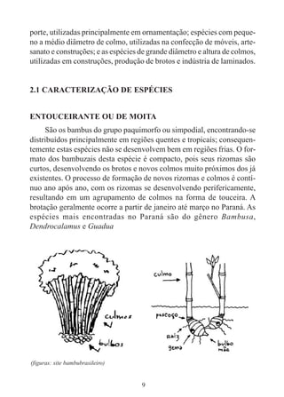 9
porte, utilizadas principalmente em ornamentação; espécies com peque-
no a médio diâmetro de colmo, utilizadas na confecção de móveis, arte-
sanato e construções; e as espécies de grande diâmetro e altura de colmos,
utilizadas em construções, produção de brotos e indústria de laminados.
2.1 CARACTERIZAÇÃO DE ESPÉCIES
ENTOUCEIRANTE OU DE MOITA
São os bambus do grupo paquimorfo ou simpodial, encontrando-se
distribuídos principalmente em regiões quentes e tropicais; consequen-
temente estas espécies não se desenvolvem bem em regiões frias. O for-
mato dos bambuzais desta espécie é compacto, pois seus rizomas são
curtos, desenvolvendo os brotos e novos colmos muito próximos dos já
existentes. O processo de formação de novos rizomas e colmos é contí-
nuo ano após ano, com os rizomas se desenvolvendo perifericamente,
resultando em um agrupamento de colmos na forma de touceira. A
brotação geralmente ocorre a partir de janeiro até março no Paraná. As
espécies mais encontradas no Paraná são do gênero Bambusa,
Dendrocalamus e Guadua
(figuras: site bambubrasileiro)
 