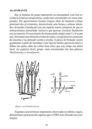 10
ALASTRANTE
São os bambus do grupo leptomorfo ou monopodial, com boa re-
sistência às baixas temperaturas, sendo mais encontrados em zonas tem-
peradas. Por apresentarem rizomas longos, além de lançarem colmos
próximos dos já existentes, desenvolvem seus brotos e colmos afasta-
dos, deixando o bambuzal com um aspecto menos compacto do que os
entouceirantes; permitindo inclusive que pessoas circulem facilmente
em seu interior. O crescimento do rizoma pode atingir entre 1 e 6 m por
ano, formando uma fantástica trama de raízes, excepcional na contenção
de encostas e na proteção contra a erosão. A época de brotação ocorre
geralmente a partir de setembro e este tipo de bambu apresenta ramos e
folhas nas partes altas do colmo bem antes que este atinja sua altura
final. As espécies deste grupo, mais encontradas são dos gêneros
Phyllostachys e Arundinaria.
Algumas características importantes observadas na tabela a seguir,
demonstram o potencial das espécies que o CPRA tem utilizado em cons-
truções.
(figuras: site bambubrasileiro)
 