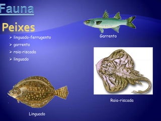 Parte destas zonas foram aproveitadas para a construção de salinas.HabitatefloraPinhais e Sobreirais Localização: áreas circundantes das zonas de sapal e de dunas.