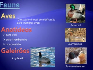  répteis: 11 espécies 