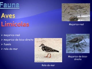  mamíferos:31 espécies  