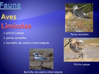  peixes: 44 espéciesFaunaPeixescharroco – espécie mais abundante