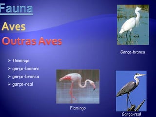 sargo – 2.º espécie mais abundante