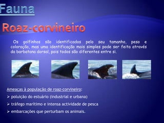 choupaSargoChoupaCharroco