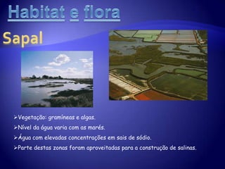Lagoas da Herdade do Pinheiro.Sapal