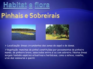 HabitatefloraPraias e Dunas Localização: principalmente na zonaoeste da península de Tróia.