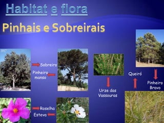  Vegetação: traduz diferentes graus de fixação das dunas pelo vento: a diversidade e o tamanhodas plantas vai aumentando à medida que nos afastamos da zona costeira, surgindo mais para o interior matos.HabitatefloraSapalVegetação: gramíneas e algas.