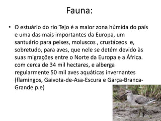 Fauna:
• O estuário do rio Tejo é a maior zona húmida do país
e uma das mais importantes da Europa, um
santuário para peixes, moluscos , crustáceos e,
sobretudo, para aves, que nele se detém devido às
suas migrações entre o Norte da Europa e a África.
com cerca de 34 mil hectares, e alberga
regularmente 50 mil aves aquáticas invernantes
(flamingos, Gaivota-de-Asa-Escura e Garça-Branca-
Grande p.e)
 