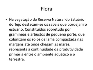 Flora
• Na vegetação da Reserva Natural do Estuário
do Tejo destacam-se os sapais que bordejam o
estuário. Constituídos sobretudo por
gramíneas e arbustos de pequeno porte, que
colonizam os solos de lama compactada nas
margens até onde chegam as marés,
representa a continuidade da produtividade
primária entre o ambiente aquático e o
terrestre.
 
