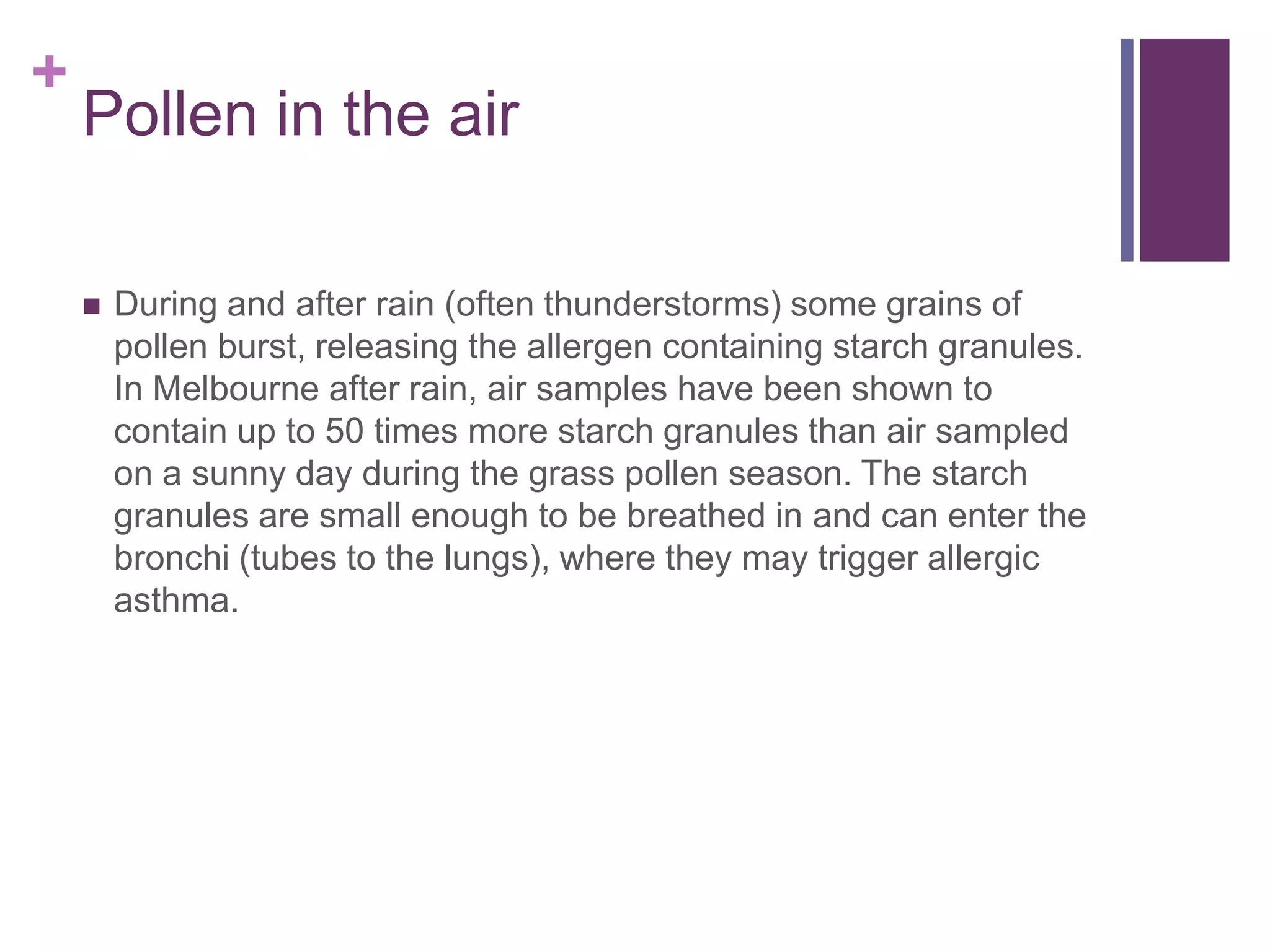 Pollen in the airDuring and after rain (often thunderstorms) some grains of pollen burst, releasing the allergen containing starch granules. In Melbourne after rain, air samples have been shown to contain up to 50 times more starch granules than air sampled on a sunny day during the grass pollen season. The starch granules are small enough to be breathed in and can enter the bronchi (tubes to the lungs), where they may trigger allergic asthma.