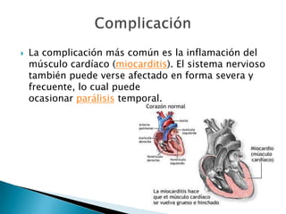    La complicación más común es la inflamación del
    músculo cardíaco (miocarditis). El sistema nervioso
    también puede verse afectado en forma severa y
    frecuente, lo cual puede
    ocasionar parálisis temporal.
 