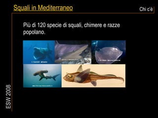 Squali in Mediterraneo Chi c’è ESW 2008 Più di 120 specie di squali, chimere e razze popolano. 