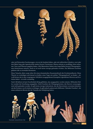 145Adnan Oktar
Harun Yahya
oder mit Dutzenden Facettenaugen, wie sie die Insekten haben, oder mit zahlreichen Gliedern, zwei oder
drei Meter lang oder irgendwelche andere bizarre Variationen. Ebenso müsste es unzählige Arten seltsa-
mer Tiere und Pflanzen gegeben haben. Alle Meerestiere hätten eine lange Reihe bizarrer Übergangsfor-
men hinterlassen müssen. Doch es ist noch keine einzige gefunden worden. Die Millionen Fossilien
gehören alle zu normalen Kreaturen.
Diese Tatsache allein sorgt schon für einen dramatischen Zusammenbruch der Evolutionstheorie. Diese
Theorie zu verteidigen und darauf zu hoffen, eines Tages ein solches "Übergangsfossil" zu finden – ob-
wohl keines der in den vergangenen 140 Jahren ausgegrabenen Exemplare irgendeinen Hinweis auf Evo-
lution liefert – ist nicht vernünftig.
Nach 140 Jahren ist kein Fossilienbett übrig geblieben, das ausgegraben werden müsste. Milliarden Dol-
lar wurden für Forschung ausgegeben. Doch Fossilien der Übergangsformen, die Darwin voraussagte,
sind nicht gefunden worden. Es gibt keine einzige Lebensform, die die Darwinisten vorweisen könnten,
um die Existenz von Evolution zu belegen. Es gibt jedoch andererseits Millionen "lebender Fossilien", die
einen exklusiven Beweis für die Tatsache der Schöpfung liefern.
Normaler menschlicher Fuß
 