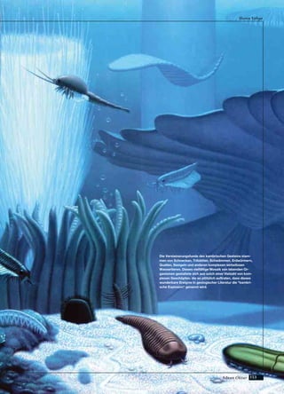 153Adnan Oktar
Harun Yahya
Die Versteinerungsfunde des kambrischen Gesteins stam-
men von Schnecken, Trilobiten, Schwämmen, Erdwürmern,
Quallen, Seeigeln und anderen komplexen wirbellosen
Wassertieren. Dieses vielfältige Mosaik von lebenden Or-
ganismen gestaltete sich aus solch einer Vielzahl von kom-
plexen Geschöpfen, die so plötzlich auftraten, dass dieses
wunderbare Ereignis in geologischer Literatur die "kambri-
sche Explosion" genannt wird.
 