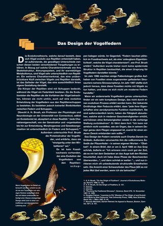 Das Design der Vogelfedern
D
ie Evolutionstheorie, welche darauf besteht, dass
sich Vögel evolutiv aus Reptilien entwickelt haben,
ist außerstande, die gewaltigen Unterschiede zwi-
schen diesen beiden verschiedenen Tiergattungen zu er-
klären. In Bezug auf solche Charaktermerkmale wie ihre
Skelettstruktur, Atmungssystem, und ihr warmblütiger
Metabolismus, sind Vögel sehr unterschiedlich von Reptili-
en. Ein weiteres Charaktermerkmal, das eine unüber-
brückbare Kluft zwischen Vögeln und Reptilien darstellt,
ist das Gefieder der Vögel, das eine ausschließlich ihnen
eigene Gestaltung darstellt.
Die Körper der Reptilien sind mit Schuppen bedeckt,
während die Vögel ein Federkleid besitzen. Da die Evolu-
tionisten die Reptilien als die Vorfahren der Vögel betrach-
ten, können sie nicht umhin, auch auf eine evolutive
Entwicklung der Vogelfedern aus den Reptilienschuppen
zu bestehen. Es bestehen jedoch keinerlei Ähnlichkeiten
zwischen Federn und Schuppen.
Obwohl A. H. Brush, ein Professor der Physiologie und
Neurobiologie an der Universität von Connecticut, selbst
ein Evolutionist ist, akzeptiert er diese Realität: "Jede Cha-
raktereigenschaft, von der Genstruktur und -organisation
bis hin zur Entwicklung, Morphogenese und Gewebeorga-
nisation ist unterschiedlich (in Federn und Schuppen)."1
Außerdem untersuchte Prof. Brush
die Proteinstruktur der Vogelfe-
der, und erklärte, dass sie
"einzigartig unter den Wir-
beltieren" sei.2
Es ist kein Fossil-
nachweis vorhanden,
der eine Evolution der
Vogelfedern von
den Reptilien-
s c h u p -
pen belegen würde. Im Gegenteil, "Federn tauchen plötz-
lich im Fossilnachweis auf, als eine ‘unleugbare Eigentüm-
lichkeit', welche die Vögel charakterisiert", wie Prof. Brush
erklärt.3
Außerdem wurde bisher noch keine epidermale
Struktur in Reptilien beobachtet, die einen Ursprung für
Vogelfedern darstellen könnte.4
Im Jahr 1996 machten einige Paläontologen großes Auf-
heben von Fossilien eines sogenannten gefiederten Dino-
sauriers namens Sinosauropteryx. Im Jahr 1997 stellte sich
jedoch heraus, dass diese Fossilien nichts mit Vögeln zu
tun hatten, und dass es sich nicht um moderne Federn
handelte.5
Wenn wir andererseits Vogelfedern genau untersuchen,
finden wir ein sehr komplexes Design, das nicht durch ei-
nen evolutiven Prozess erklärt werden kann. Der bekannte
Ornithologe Alan Feduccia erklärt, dass "jede ihrer Eigen-
schaften eine aerodynamische Funktion manifestiert. Sie
sind außerordentlich leicht, haben die Fähigkeit abzuste-
hen, welche sich in niederen Geschwindigkeiten erhöht,
und können ohne Schwierigkeiten wieder in die vorherige
Stellung zurückkehren". Er fährt dann fort: "Ich kann mir
wirklich nicht vorstellen, wie ein Organ, das in seinem De-
sign genau dem Fliegen angepasst ist, zuerst für einen an-
deren Zweck entstanden sein sollte."6
Das Design der Federn versetzte auch Charles Darwin ins
Grübeln. Außerdem verursachte ihm die vollkommene Äs-
thetik der Pfauenfeder – in seinen eigenen Worten – "Übel-
keit". In einem Brief, den er am 3. April 1860 an Asa Gray
schrieb, äußerte er: "Ich erinnere mich noch gut der Zeit,
als es mir bei dem Gedanken an das Auge kalt den Rücken
hinunterlief, doch ich habe diese Phase der Beschwerden
überwunden...", und dann schrieb er weiter: "... und nun ir-
ritieren mich oft unbedeutende strukturelle Einzelheiten
sehr. Die Ansicht einer Schwanzfeder des Pfaus läßt es mir
jedes Mal übel werden, wenn ich sie betrachte!"
7
1- A. H. Brush, "On the Origin of Feathers". Journal of Evolutionary Biolo-
gy, Band 9, 1996, S. 132.
2- A. H. Brush, On the Origin of Feathers, S. 131.
3- ebenda.
4- ebenda.
5- "Plucking the Feathered Dinosaur", Science, Band 278, 14. November
1997, S. 1229.
6- Douglas Palmer, "Learning to Fly" (Review of The Origin of and Evoluti-
on of Birds by Alan Feduccia, Yale University Press, 1996), New Scientist,
Band 153, 1. März 1997, S. 44.
7- Norman Macbeth, Darwin Retried: An Appeal to Reason, Boston, Gam-
bit, 1971, S. 101.
Wenn Vogelfedern im Detail un-
tersucht werden, scheint es als
ob sie aus Tausenden von win-
zigen Ranken aufgebaut sind,
die mit Haken aneinander be-
festigt sind. Dieses einzigartige
Design wirkt sich in einer vor-
trefflichen aerodynamischen
Leistung aus.
 