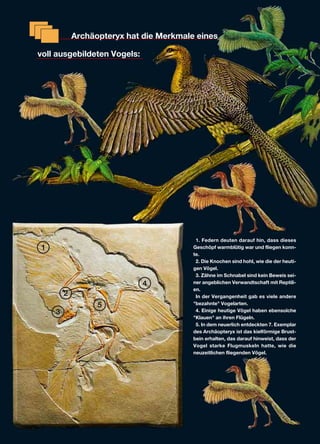 Archäopteryx hat die Merkmale eines
voll ausgebildeten Vogels:
1. Federn deuten darauf hin, dass dieses
Geschöpf warmblütig war und fliegen konn-
te.
2. Die Knochen sind hohl, wie die der heuti-
gen Vögel.
3. Zähne im Schnabel sind kein Beweis sei-
ner angeblichen Verwandtschaft mit Reptili-
en.
In der Vergangenheit gab es viele andere
"bezahnte" Vogelarten.
4. Einige heutige Vögel haben ebensolche
"Klauen" an ihren Flügeln.
5. In dem neuerlich entdeckten 7. Exemplar
des Archäopteryx ist das kielförmige Brust-
bein erhalten, das darauf hinweist, dass der
Vogel starke Flugmuskeln hatte, wie die
neuzeitlichen fliegenden Vögel.
1
4
3
5
2
 