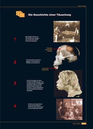 173Adnan Oktar
Harun Yahya
Die Geschichte einer Täuschung
Die Fossilien werden von
Charles Dawson ausgegra-
ben und Sir Arthur Smith
Woodward übergeben.
Die Teile werden zusammen-
gefügt, um den berühmten
Schädel zu rekonstruieren.
Teile eines
menschlichen
Schädels
Kiefer eines
Orang-Utans
Auf der Grundlage des rekon-
struierten Schädels werden meh-
rere Zeichnungen und Skulpturen
angefertigt; zahlreiche Artikel
und Kommentare werden ge-
schrieben, und das Schädelorigi-
nal wird im Britischen Museum
ausgestellt.
40 Jahre nach seiner Entde-
ckung wird das Piltdown-
Fossil von einem Forschungs-
team als Fälschung entlarvt.
1
2
3
4
 