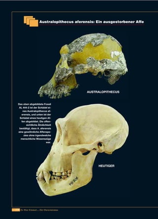 178 Es War Einmal.... Der Darwinismus
Australopithecus aferensis: Ein ausgestorbener Affe
AUSTRALOPITHECUS
HEUTIGER
Das oben abgebildete Fossil
AL 444-2 ist der Schädel ei-
nes Australopithecus af-
erensis, und unten ist der
Schädel eines heutigen Af-
fen abgebildet. Die offen-
sichtliche Ähnlichkeit
bestätigt, dass A. aferensis
eine gewöhnliche Affenspe-
zies ohne irgendwelche
menschliche Wesenszüge
war.
 