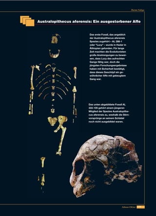 179Adnan Oktar
Harun Yahya
Australopithecus aferensis: Ein ausgestorbener Affe
Das erste Fossil, das angeblich
der Australopithecus aferensis
Spezies zugehört – AL 288-1
oder "Lucy" – wurde in Hadar in
Äthiopien gefunden. Für lange
Zeit machten die Evolutionisten
große Anstrengungen zu bewei-
sen, dass Lucy des aufrechten
Gangs fähig war, doch die
jüngsten Forschungsergebnisse
haben mit Sicherheit bestätigt,
dass dieses Geschöpf ein ge-
wöhnlicher Affe mit gebeugtem
Gang war.
Das unten abgebildete Fossil AL
333-105 gehört einem jüngeren
Mitglied der Spezies Australopithe-
cus aferensis zu, weshalb die Stirn-
vorsprünge an seinem Schädel
noch nicht ausgebildet waren.
 