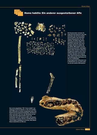 181Adnan Oktar
Harun Yahya
Homo habilis: Ein anderer ausgestorbener Affe
Die Evolutionisten vertraten für
lange Zeit das Argument, dass das
Geschöpf, das sie Homo habilis
benannt hatten, des aufrechten
Gangs fähig gewesen war. Sie
wähnten, sie hätten das Verbin-
dungsglied zwischen Affen und
Menschen gefunden. Die neuen
Fossilien des Homo habilis, die
Tim White 1986 ausgrub und als
OH 62 kennzeichnete, widerlegten
jedoch diese Annahme. Diese Fos-
silfragmente ergaben, dass Homo
habilis lange Arme und kurze Bei-
ne hatte, geradeso wie moderne
Affen. Diese Ausgrabung widerleg-
te die Behauptung, dass Homo ha-
bilis ein zweibeiniges,
aufrechtgehendes Lebewesen war.
In Wirklichkeit war es nichts ande-
res als eine weitere Affenspezies.
Das rechts abgebildete "OH 7 Homo habilis" war
dasjenige Fossil der Spezies, in dem die mandibu-
lären Merkmale am besten ausgeprägt waren. Das
Kieferfossil hat große Schneidezähne. Die Backen-
zähne sind klein. Die Form der Mandibula ist vier-
eckig. Alle diese Eigenschaften lassen der
Unterkiefer dem der modernen Affen sehr ähnlich
erscheinen. In anderen Worten, die Mandibula des
‘Homo habilis' bestätigt es nochmals, dass dieses
Wesen tatsächlich ein Affe war.
 