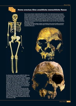 185Adnan Oktar
Harun Yahya
Das Skelett des Turkana Jungen (KNM-WT 15000) oben,
ist wahrscheinlich das älteste und besterhaltene
menschliche Fossil, das je gefunden wurde. Forschungs-
studien, die an diesem Fossil, das angeblich 1,6 Millionen
Jahre alt ist, unternommen wurden, enthüllten, dass es
sich hierbei um das Skelett eines 12-jährigen Jungen
handelt, der, wäre er voll ausgewachsen, eine Größe von
1,80 Metern erreicht hätte. Dieses Fossil, das der Nean-
dertaler Rasse sehr ähnlich ist, ist einer der bedeutends-
ten Beweise, der die Geschichte von der menschlichen
Evolution als unzutreffend bloßstellt.
Der Evolutionist Donald Johnson beschreibt den Men-
schen von dem dieses Fossil stammt folgendermaßen:
"Er war groß und mager. Seine Gestalt und die Proportio-
nen seiner Glieder waren die gleichen wie die der gegen-
wärtigen Äquatorialafrikaner. Die Größe seiner Glieder
war völlig konform mit der von heutigen, erwachsenen
weißen Nordamerikanern." (Donald C. Johanson & M. A.
Edey, Lucy: The Beginnings of Humankind, New York: Si-
mon & Schuster, 1981)
Homo erectus: Eine urzeitliche menschliche Rasse
Homo erectus bedeutet "aufgerichteter Mensch". Alle in dieser Spezienbezeichnung kategori-
sierten Fossilien gehören bestimmten Menschenrassen an. Da die meisten Fossilien des Homo
erectus keine gemeinsamen Wesenszüge aufweisen, ist es sehr schwierig diese Menschen ihren
Schädeln entsprechend zu definieren. Aus diesem Grund haben verschiedene evolutionistische
Forscher mehrere Einstufungen und Bezeichnungen erdacht. Oben ist ein Schädel abgebildet,
der 1975 in Koobi Fora in Afrika gefunden wurde, der den Homo erectus generell umschreiben
mag. Unten ist ein Schädel, Homo ergaster KNM-ER 3733, zu sehen, der die in Frage stehenden
Unklarheiten aufweist.
Die kranialen Fassungsvermögen all dieser verschiedenen Homo erectus Fossilien schwanken
zwischen 900 und 1100 cm3. Diese Größen liegen innerhalb der Grenzen des Kranialvolumens
neuzeitlicher Menschen.
 