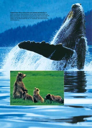 HABEN SICH WALE EVOLUTIV AUS BÄREN ENTWICKELT?
In Der Ursprung der Arten behauptete Darwin, dass sich Wale evolutiv aus
Bären entwickelten, die Schwimmversuche gemacht hatten! Darwin hatte die
falsche Vorstellung, dass Variation innerhalb einer Spezies unbeschränkt
möglich sei. Die Wissenschaft des 20. Jh. hat gezeigt, dass dieses Szenario
eine Phantasie ist.
 