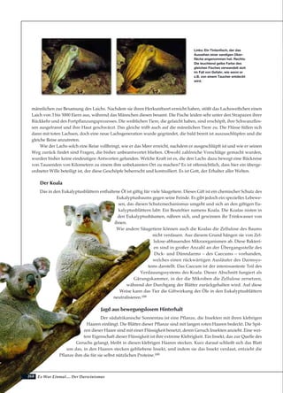 Es War Einmal.... Der Darwinismus
männlichen zur Besamung des Laichs. Nachdem sie ihren Herkunftsort erreicht haben, stößt das Lachsweibchen einen
Laich von 3 bis 5000 Eiern aus, während das Männchen diesen besamt. Die Fische leiden sehr unter den Strapazen ihrer
Rückkehr und des Fortpflanzungsprozesses. Die weiblichen Tiere, die gelaicht haben, sind erschöpft, ihre Schwanzflos-
sen ausgefranst und ihre Haut geschwärzt. Das gleiche trifft auch auf die männlichen Tiere zu. Die Flüsse füllen sich
dann mit toten Lachsen, doch eine neue Lachsgeneration wurde gegründet, die bald bereit ist auszuschlüpfen und die
gleiche Reise anzutreten.
Wie der Lachs solch eine Reise vollbringt, wie er das Meer erreicht, nachdem er ausgeschlüpft ist und wie er seinen
Weg zurück findet sind Fragen, die bisher unbeantwortet blieben. Obwohl zahlreiche Vorschläge gemacht wurden,
wurden bisher keine eindeutigen Antworten gefunden. Welche Kraft ist es, die den Lachs dazu bewegt eine Rückreise
von Tausenden von Kilometern zu einem ihm unbekannten Ort zu machen? Es ist offensichtlich, dass hier ein überge-
ordneter Wille beteiligt ist, der diese Geschöpfe beherrscht und kontrolliert. Es ist Gott, der Erhalter aller Welten.
Der Koala
Das in den Eukalyptusblättern enthaltene Öl ist giftig für viele Säugetiere. Dieses Gift ist ein chemischer Schutz des
Eukalyptusbaums gegen seine Feinde. Es gibt jedoch ein spezielles Lebewe-
sen, das diesen Schutzmechanismus umgeht und sich an den giftigen Eu-
kalyptusblättern labt: Ein Beuteltier namens Koala. Die Koalas nisten in
den Eukalyptusbäumen, nähren sich, und gewinnen ihr Trinkwasser von
ihnen.
Wie andere Säugetiere können auch die Koalas die Zellulose des Baums
nicht verdauen. Aus diesem Grund hängen sie von Zel-
lulose-abbauenden Mikroorganismen ab. Diese Bakteri-
en sind in großer Anzahl an der Übergangsstelle des
Dick- und Dünndarms – des Caecums – vorhanden,
welches einen rückwärtigen Ausläufer des Darmsys-
tems darstellt. Das Caecum ist der interessanteste Teil des
Verdauungssystems des Koala. Dieser Abschnitt fungiert als
Gärungskammer, in der die Mikroben die Zellulose zersetzen,
während der Durchgang der Blätter zurückgehalten wird. Auf diese
Weise kann das Tier die Giftwirkung der Öle in den Eukalyptusblättern
neutralisieren.188
Jagd aus bewegungslosem Hinterhalt
Der südafrikanische Sonnentau ist eine Pflanze, die Insekten mit ihren klebrigen
Haaren einfängt. Die Blätter dieser Pflanze sind mit langen roten Haaren bedeckt. Die Spit-
zen dieser Haare sind mit einer Flüssigkeit benetzt, deren Geruch Insekten anzieht. Eine wei-
tere Eigenschaft dieser Flüssigkeit ist ihre extreme Klebrigkeit. Ein Insekt, das zur Quelle des
Geruchs gelangt, bleibt in diesen klebrigen Haaren stecken. Kurz darauf schließt sich das Blatt
um das, in den Haaren stecken gebliebene Insekt, und indem sie das Insekt verdaut, entzieht die
Pflanze ihm die für sie selbst nützlichen Proteine.189
Links: Ein Tintenfisch, der das
Aussehen einer sandigen Ober-
fläche angenommen hat. Rechts:
Die leuchtend gelbe Farbe des
gleichen Fisches verwandelt sich
im Fall von Gefahr, wie wenn er
z.B. von einem Taucher entdeckt
wird.
268
 